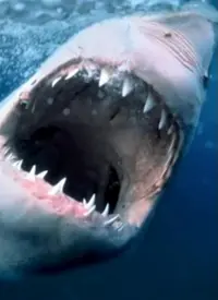 纪录片：海洋捕食者 海报